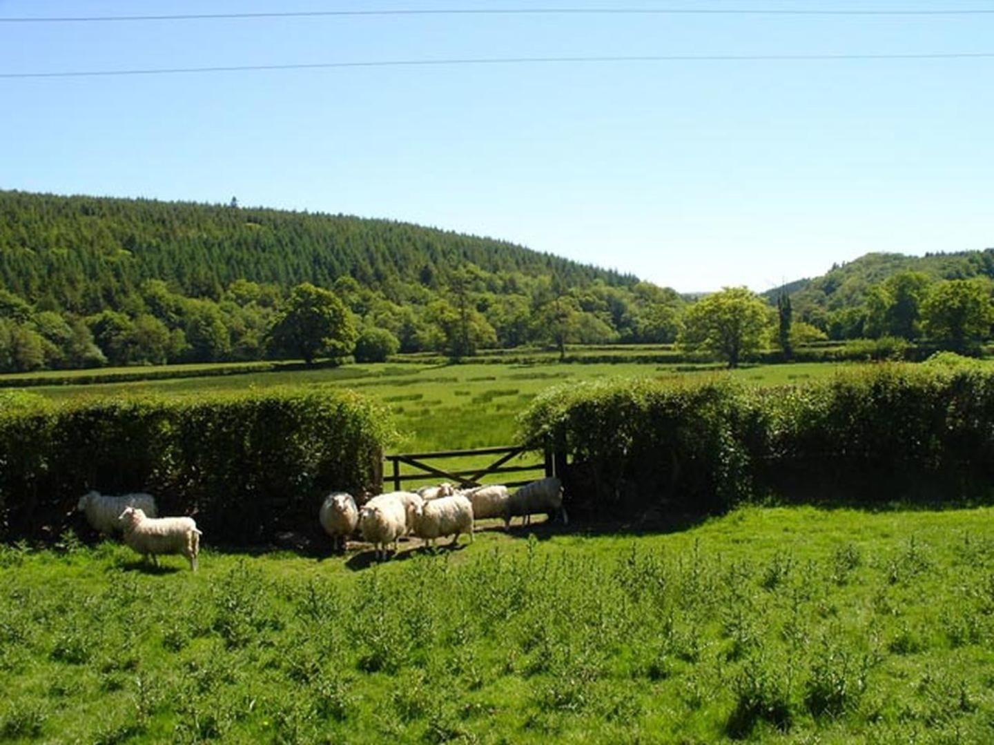 Lew Quarry Cottage Lewdown ภายนอก รูปภาพ